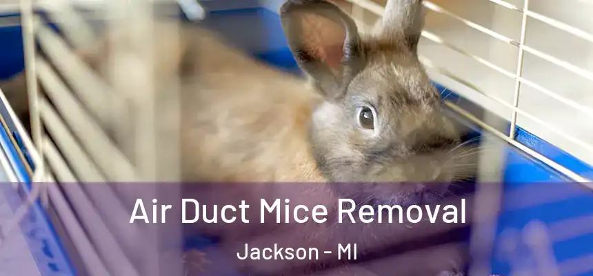  Air Duct Mice Removal Jackson - MI
